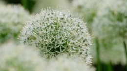 Czosnek olbrzymi White Giant sadzonka