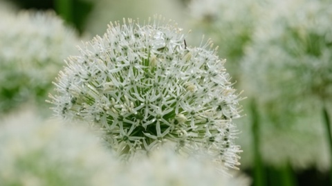 Czosnek olbrzymi White Giant sadzonka