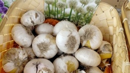 cebule White giant