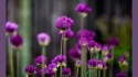 Czosnek ozdobny Purple sensation, rozkwitające rośliny