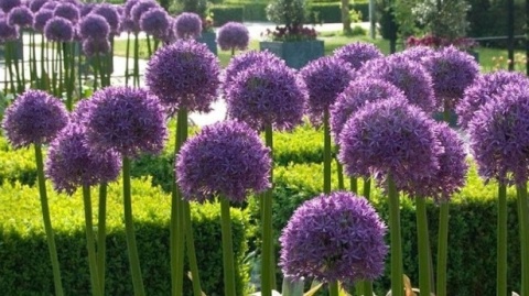 Czosnek ozdobny Purple sensation - piękny pełny rozkwit kwiatostanów