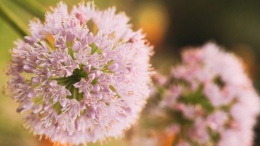 Czosnek Pink Jewel – do ogrodów naturalistycznych i rabat bylinowych